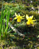 Goethes Osterspaziergang
