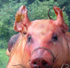 Wie Till Eulenspiegel in Erfurt einen Metzger um einen Braten betrog